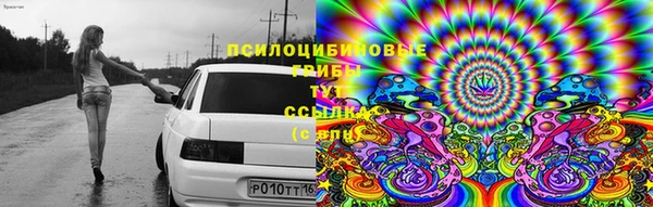 крисы Белокуриха